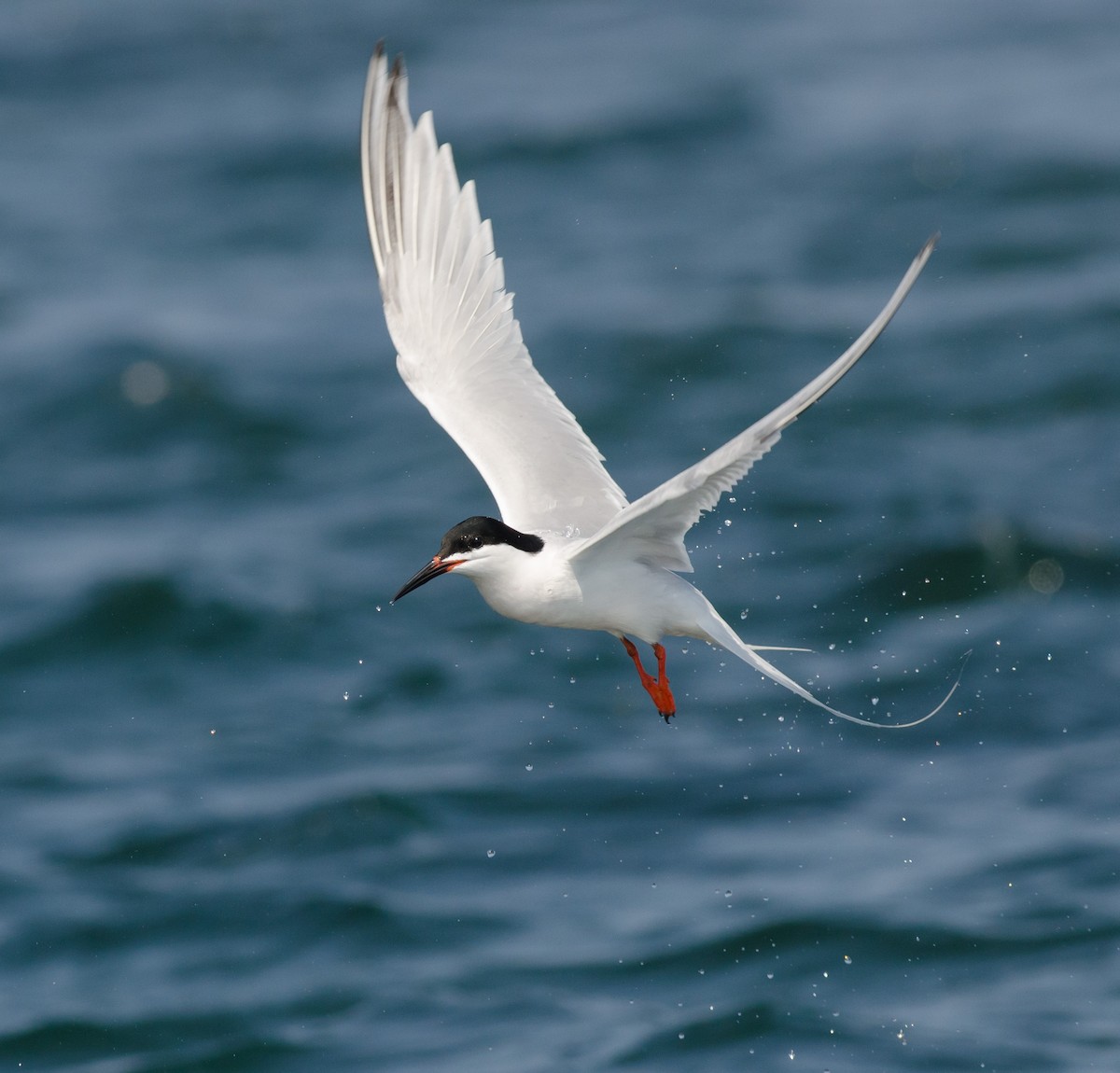 Roseate Tern - ML620608525