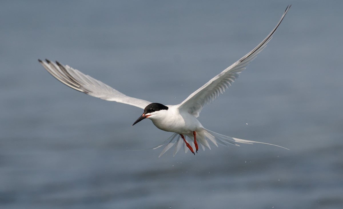 Roseate Tern - ML620608526