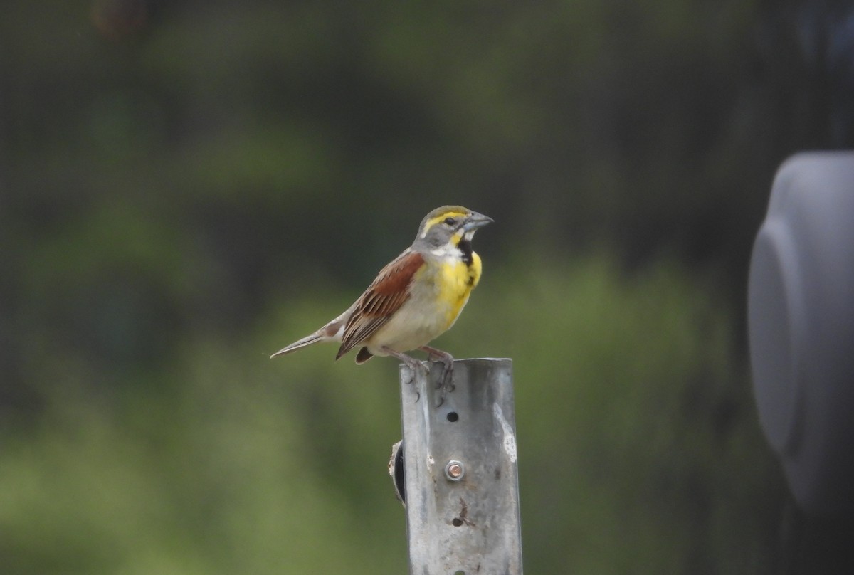 Dickcissel - ML620608527