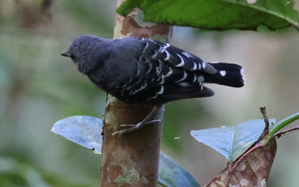 Common Scale-backed Antbird - Ashley Banwell