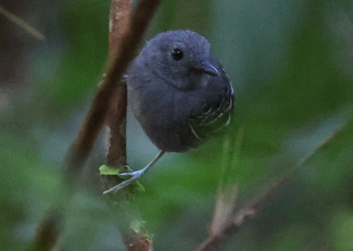 Common Scale-backed Antbird - ML620608529