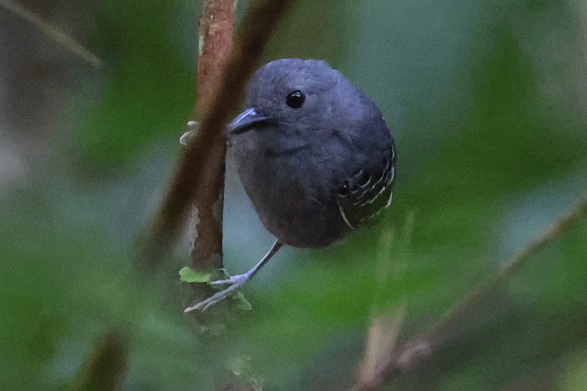 Common Scale-backed Antbird - ML620608530