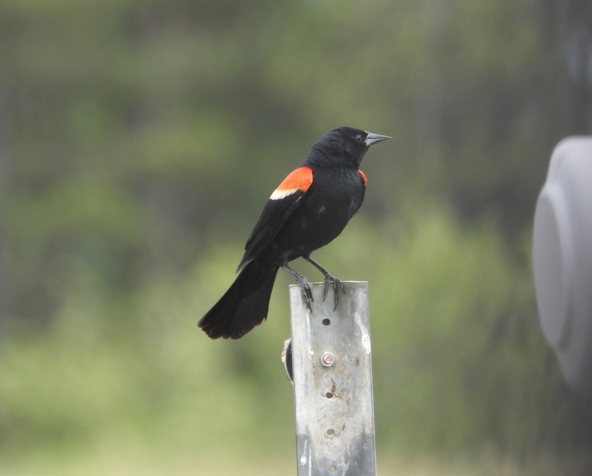 Red-winged Blackbird - ML620608534