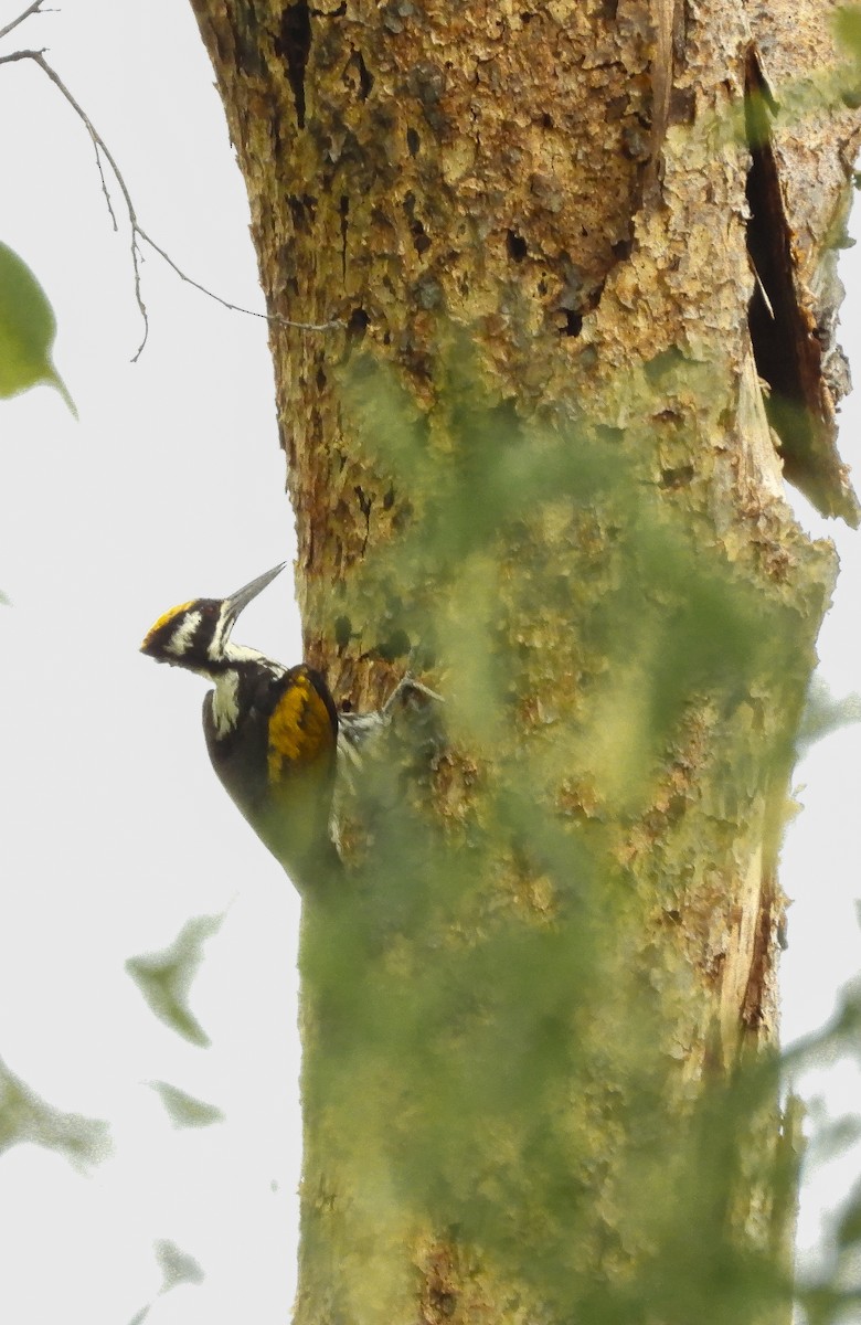 White-naped Woodpecker - ML620608535