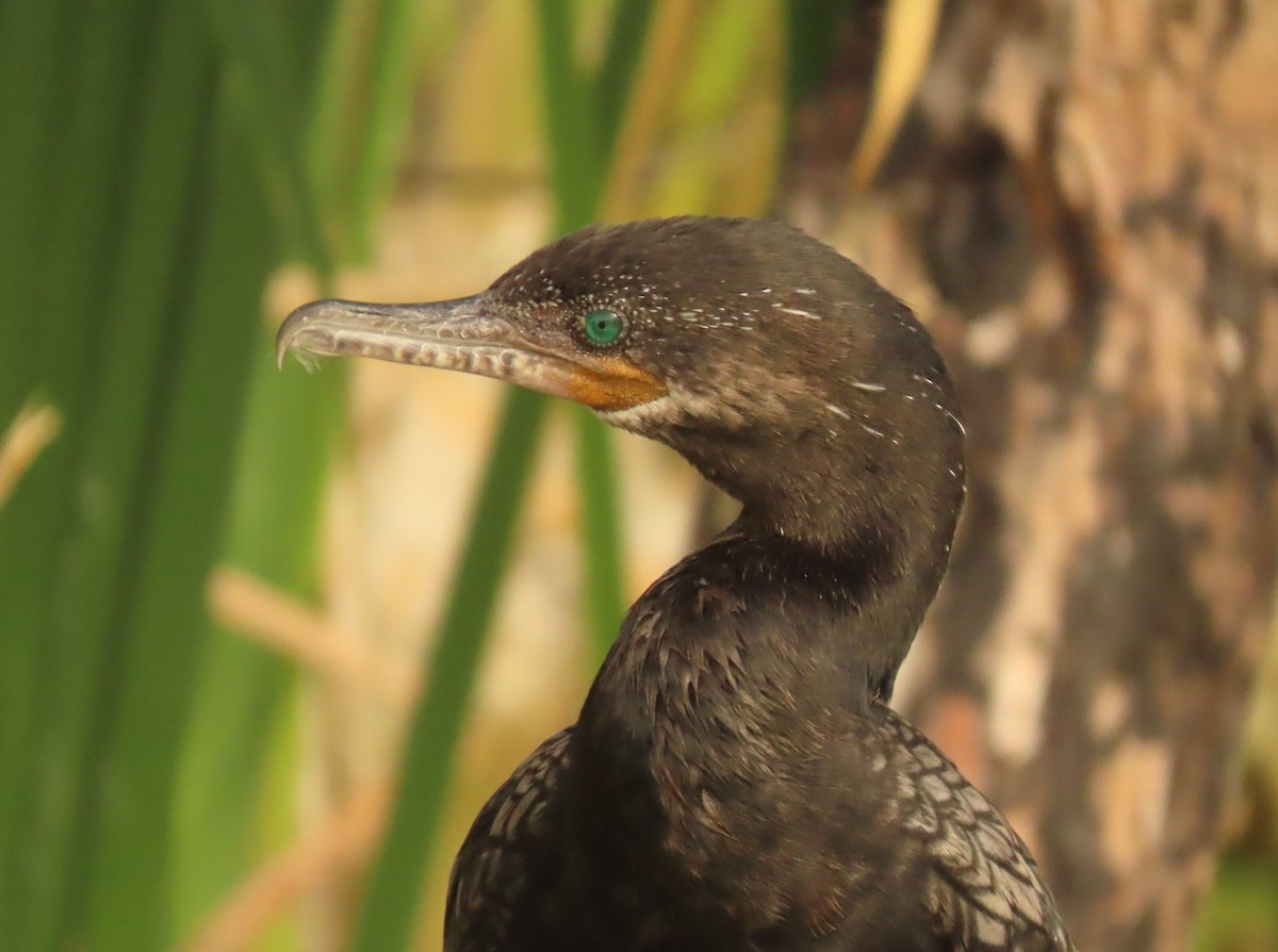 Neotropic Cormorant - ML620608537