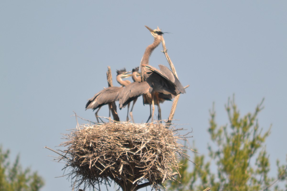 Great Blue Heron - ML620608538