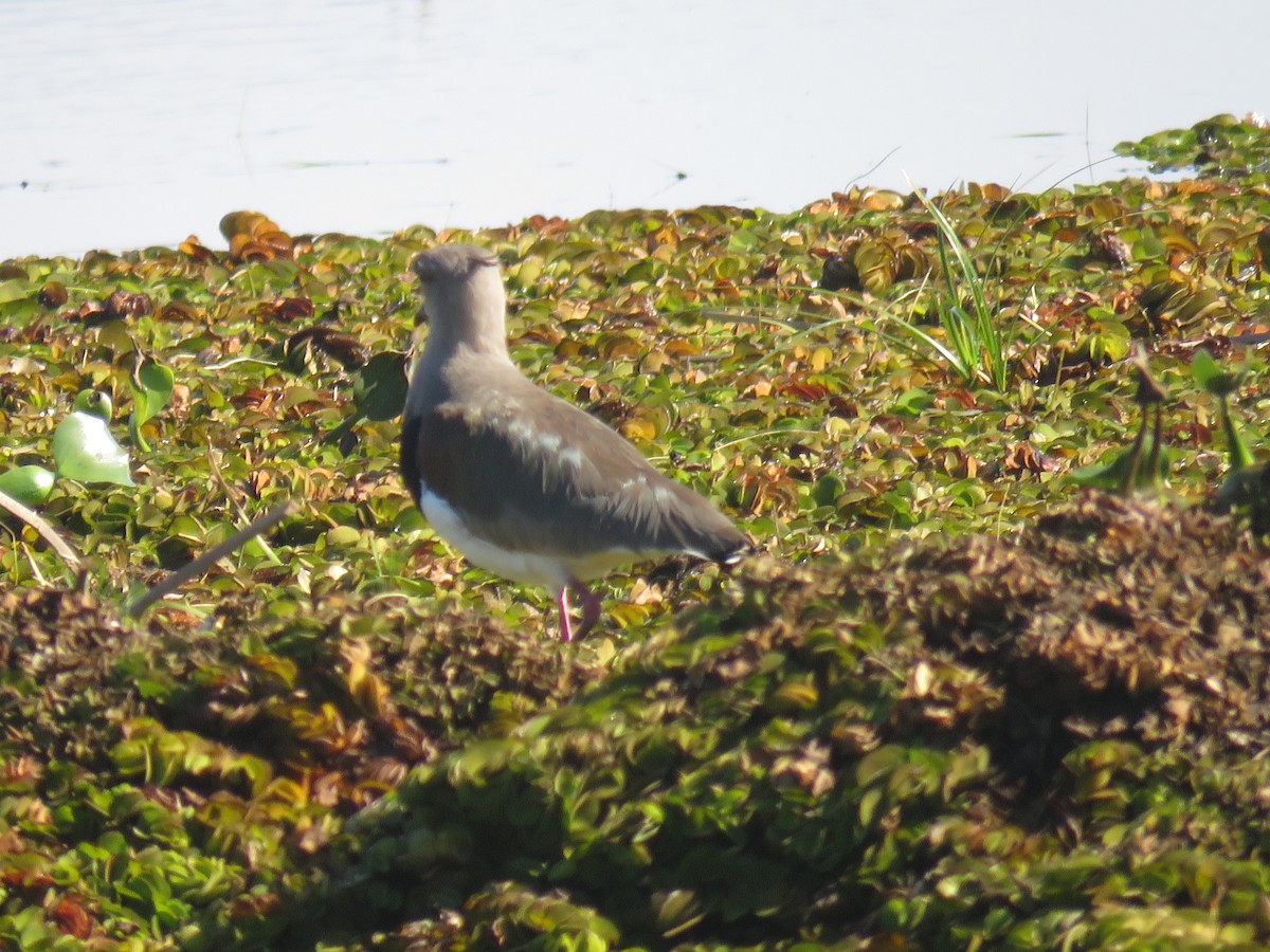 Southern Lapwing - ML620608539