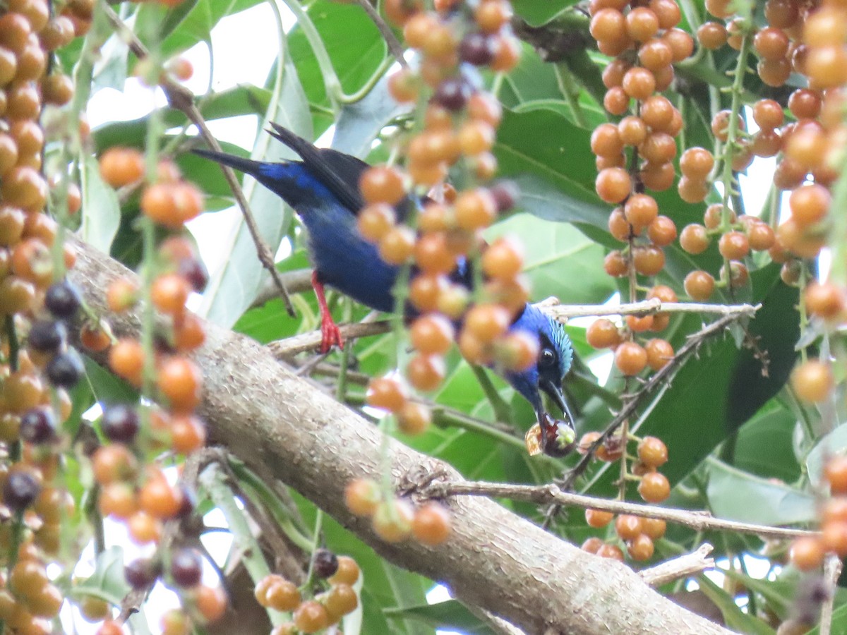 Red-legged Honeycreeper - ML620608542