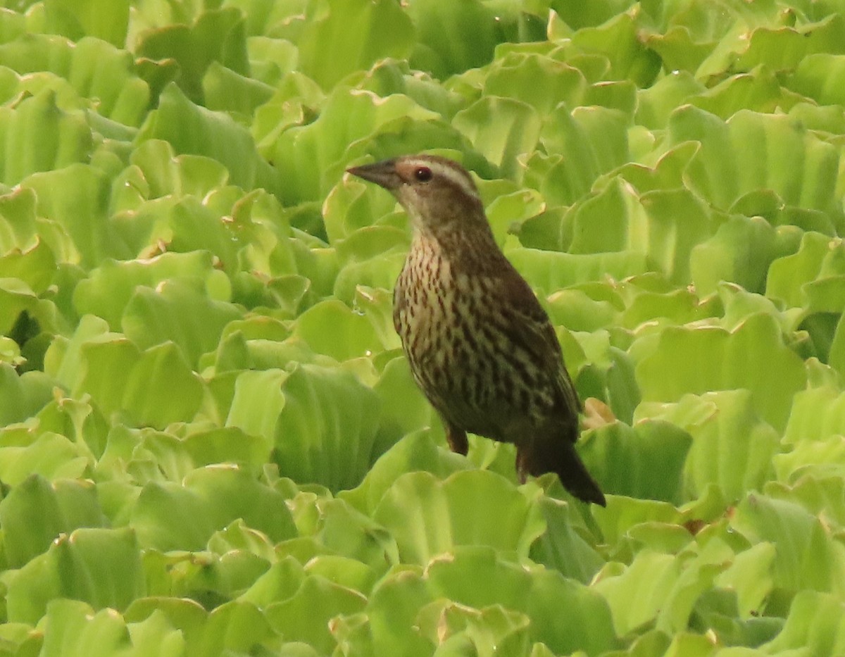 Red-winged Blackbird - ML620608548