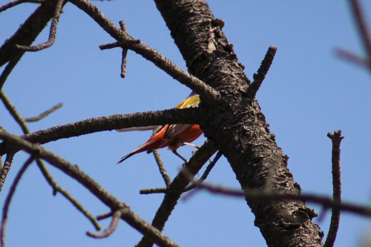 Painted Bunting - ML620608549