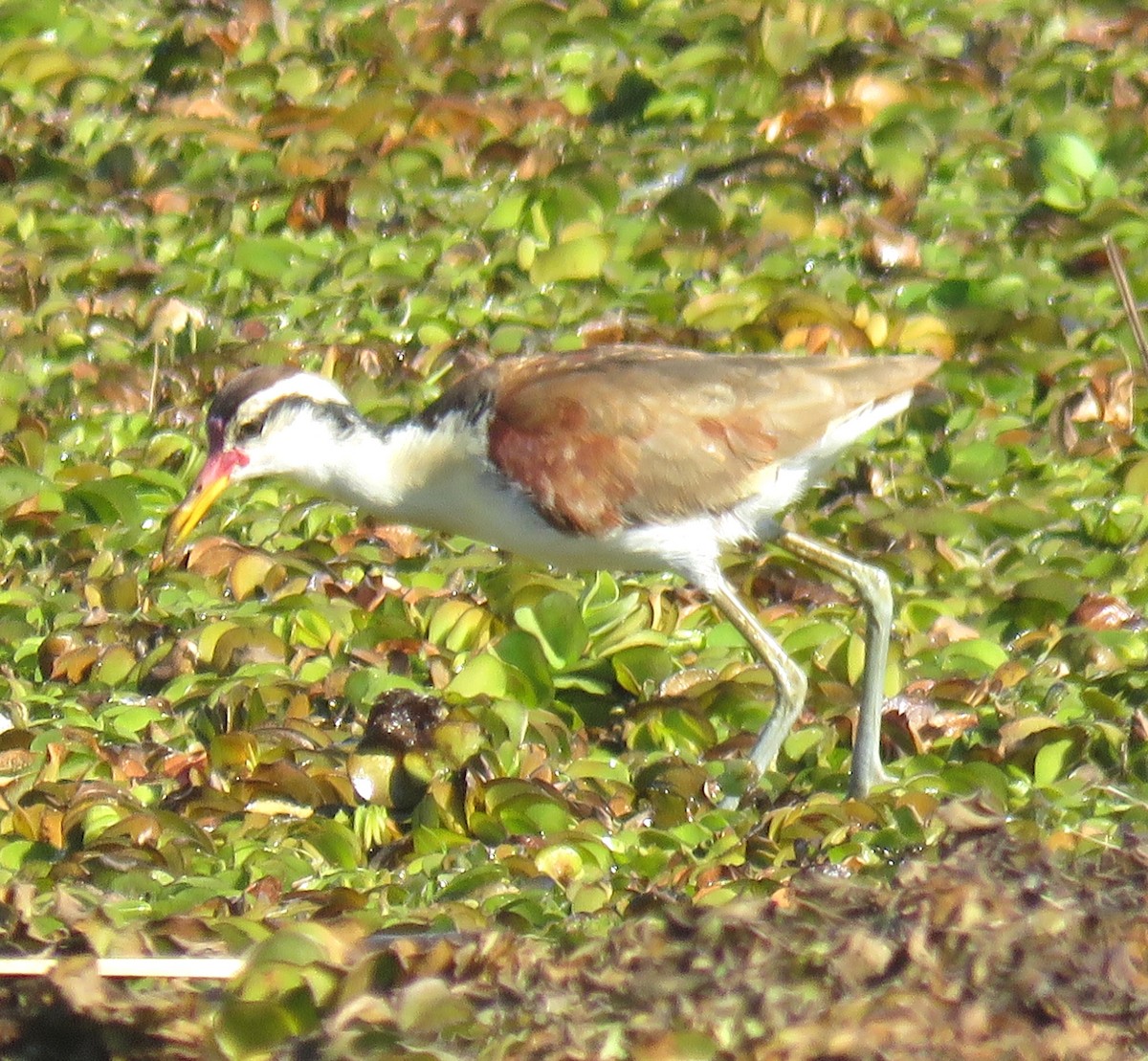 Jacana Suramericana - ML620608553