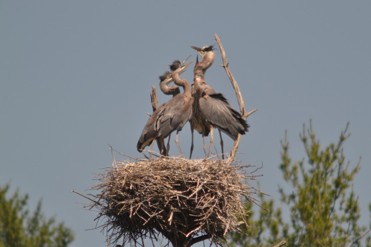 Great Blue Heron - ML620608555