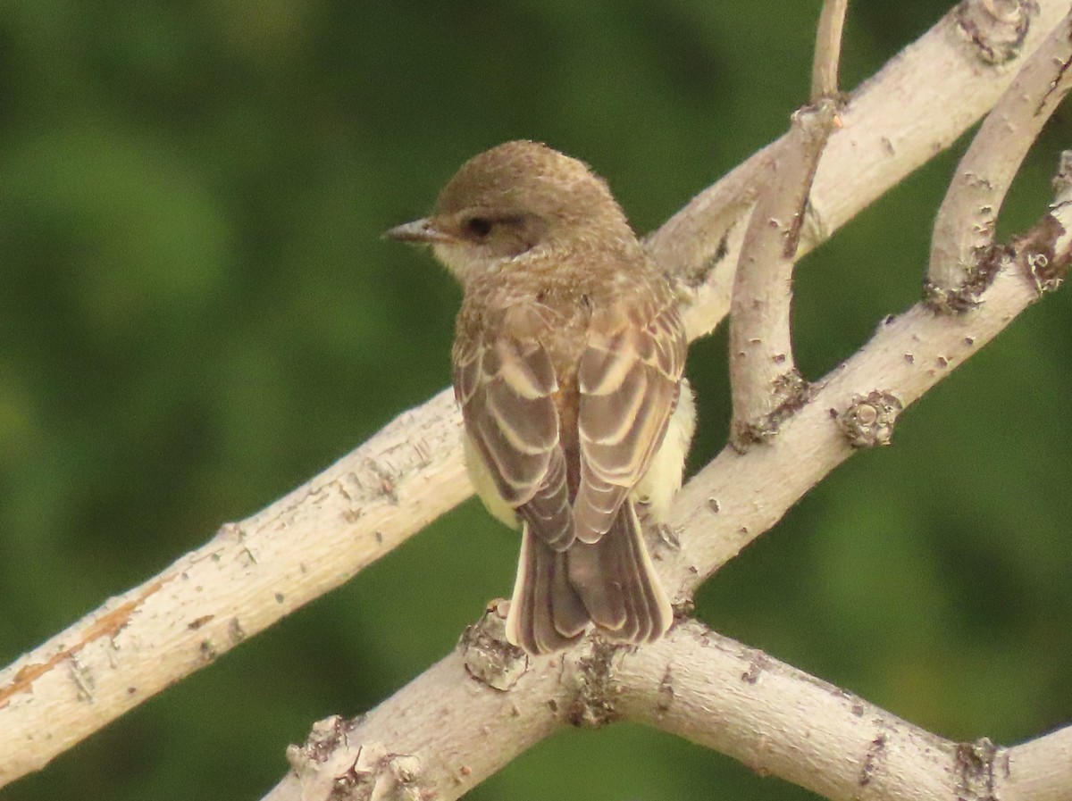 Vermilion Flycatcher - ML620608562