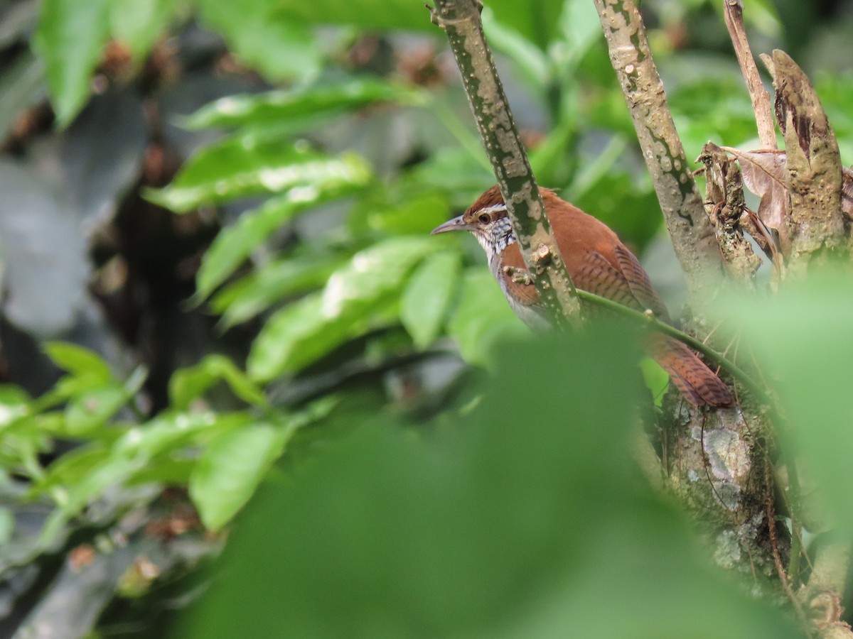 Rufous-and-white Wren - ML620608563