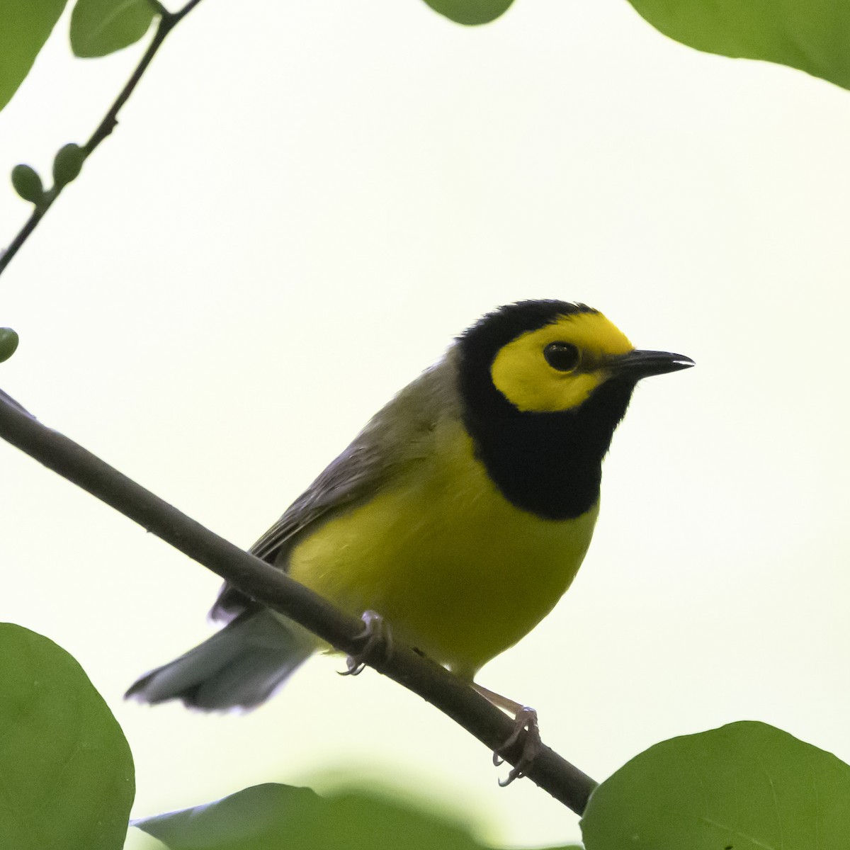 Hooded Warbler - ML620608564