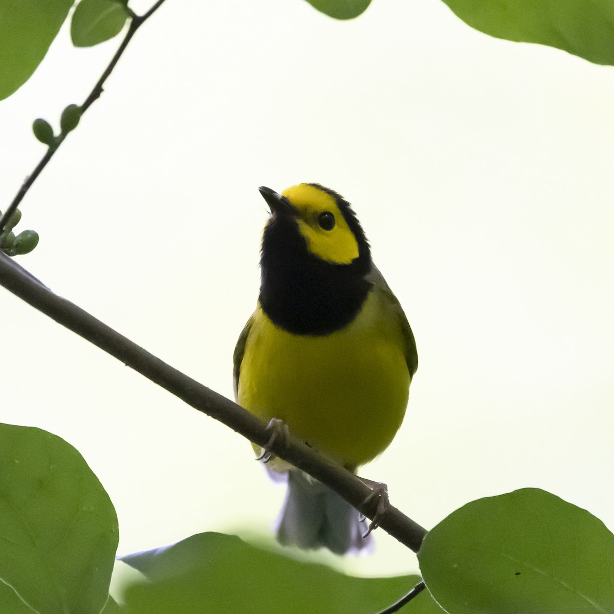 Hooded Warbler - ML620608565