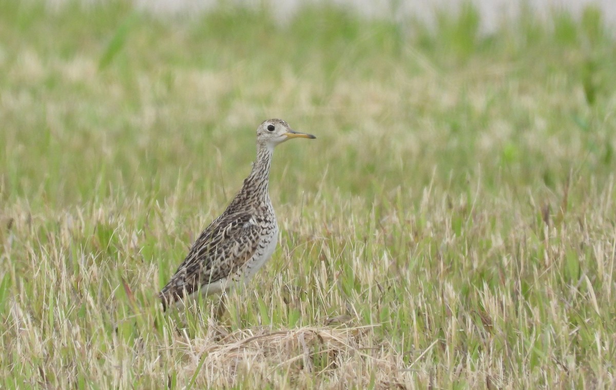 Upland Sandpiper - Amy Lyyski