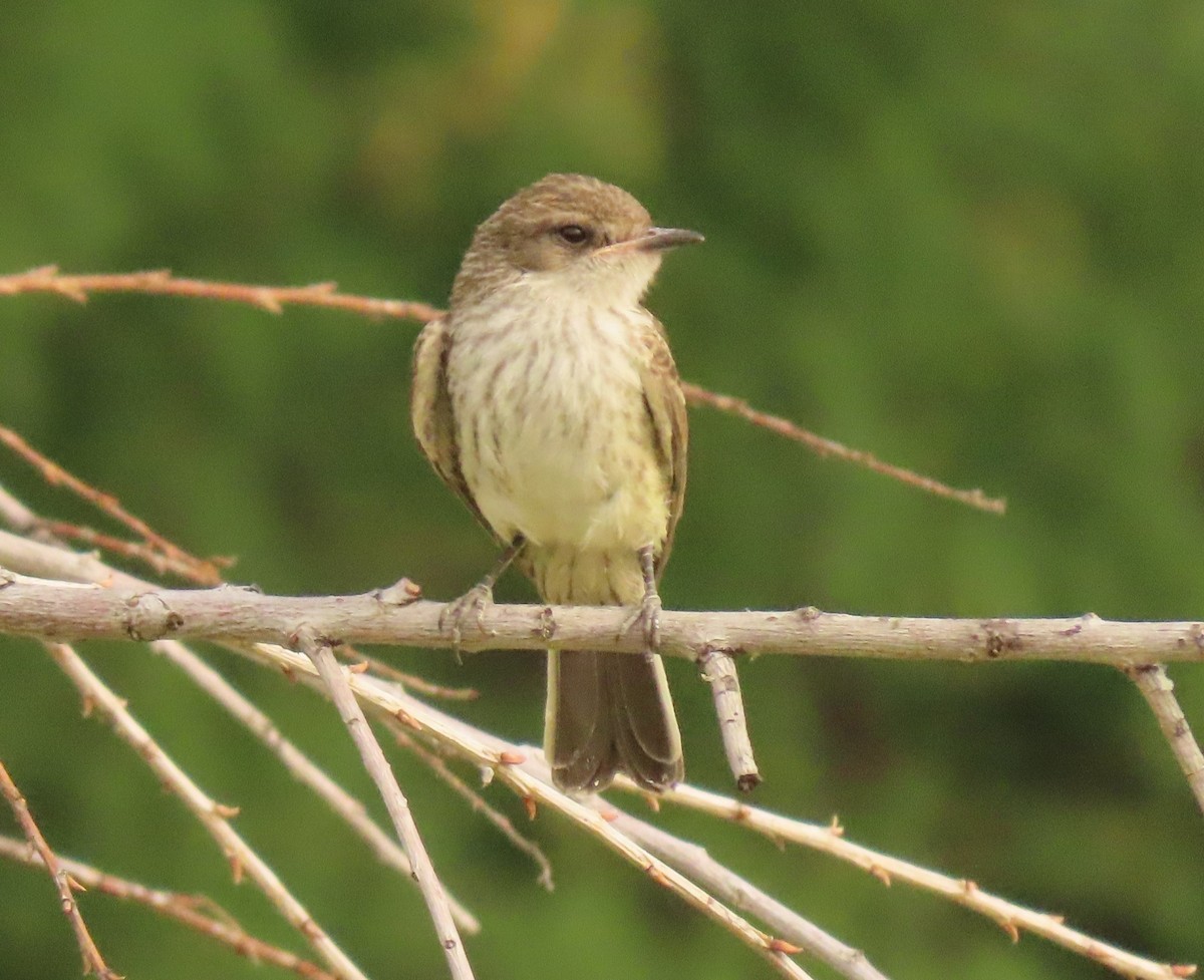 Vermilion Flycatcher - ML620608571