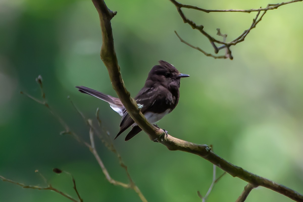 Black Phoebe - ML620608573