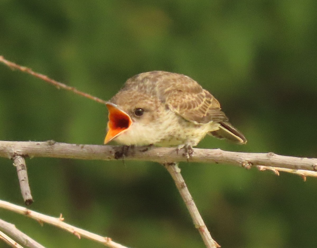 Vermilion Flycatcher - ML620608575