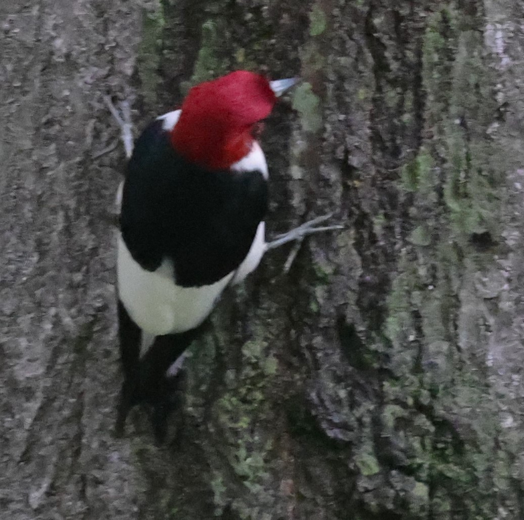 Red-headed Woodpecker - ML620608579