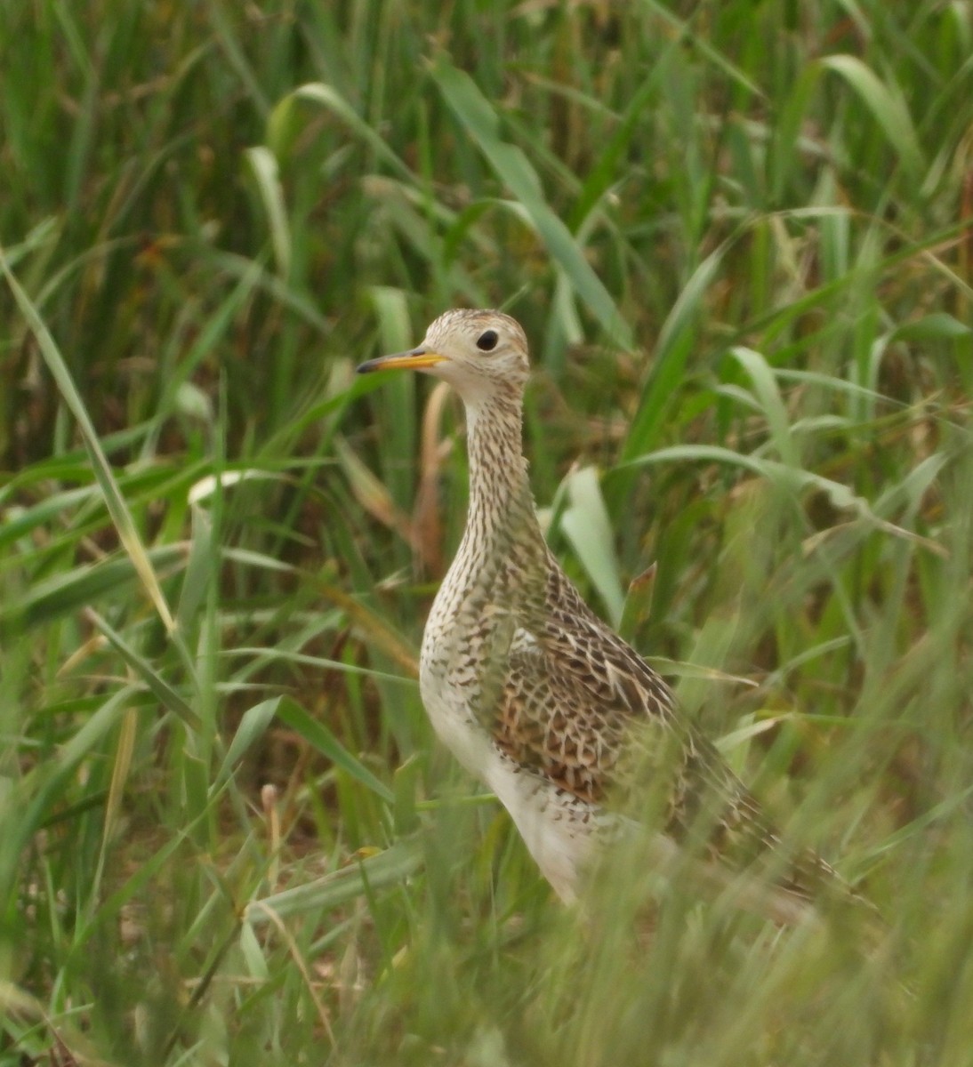 Upland Sandpiper - Amy Lyyski