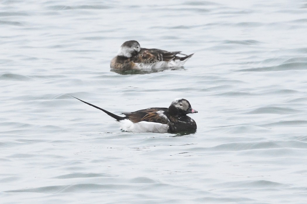 Long-tailed Duck - Dave DeReamus