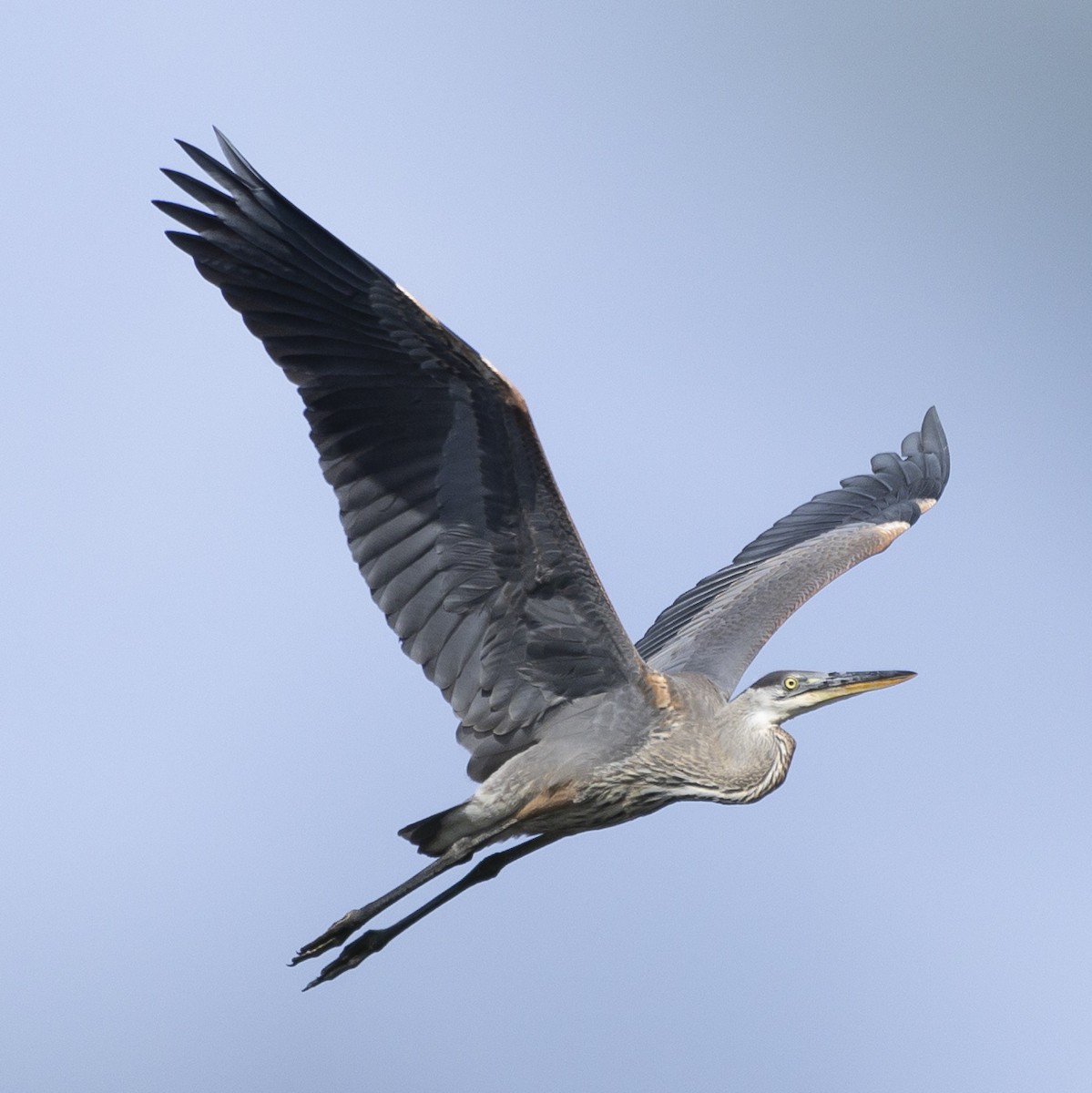 Great Blue Heron - ML620608585