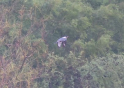 Ringed Kingfisher - ML620608591