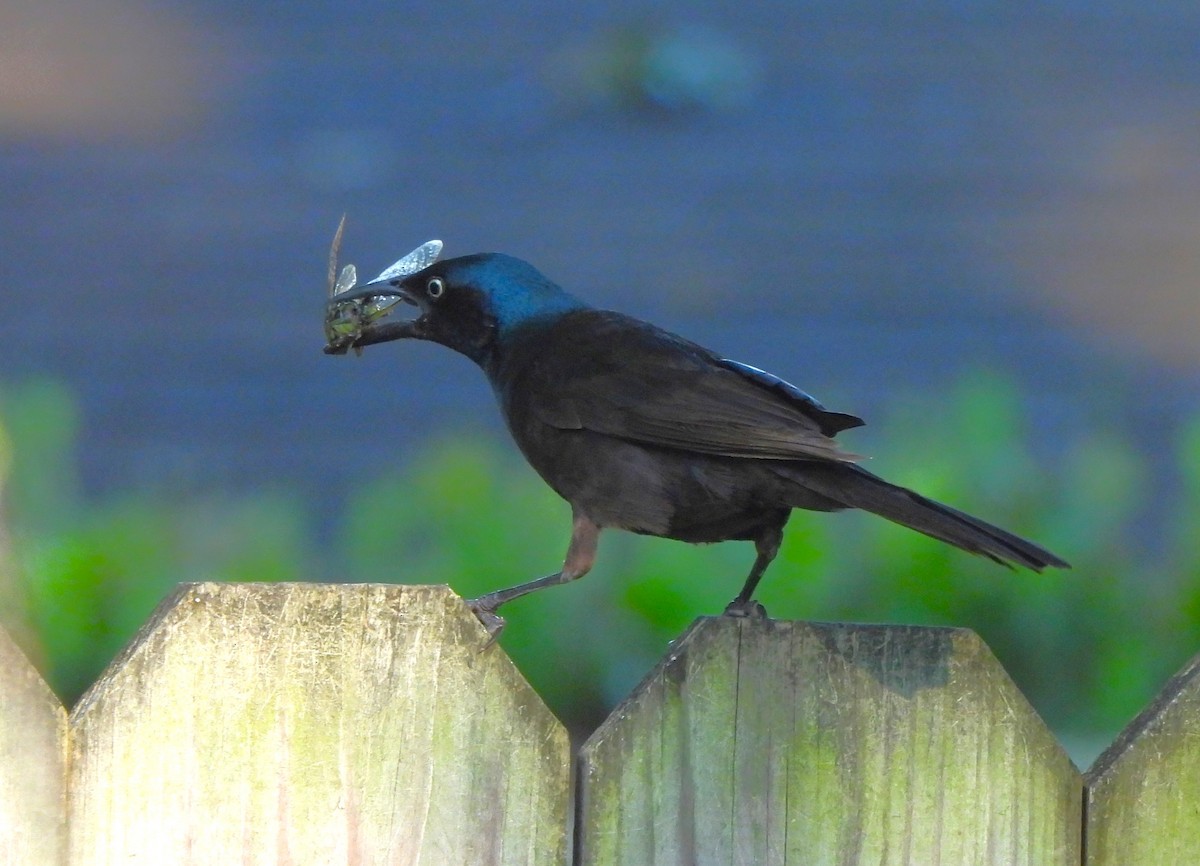 Common Grackle - ML620608595