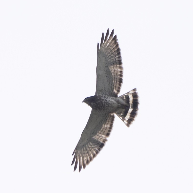 Broad-winged Hawk - ML620608596