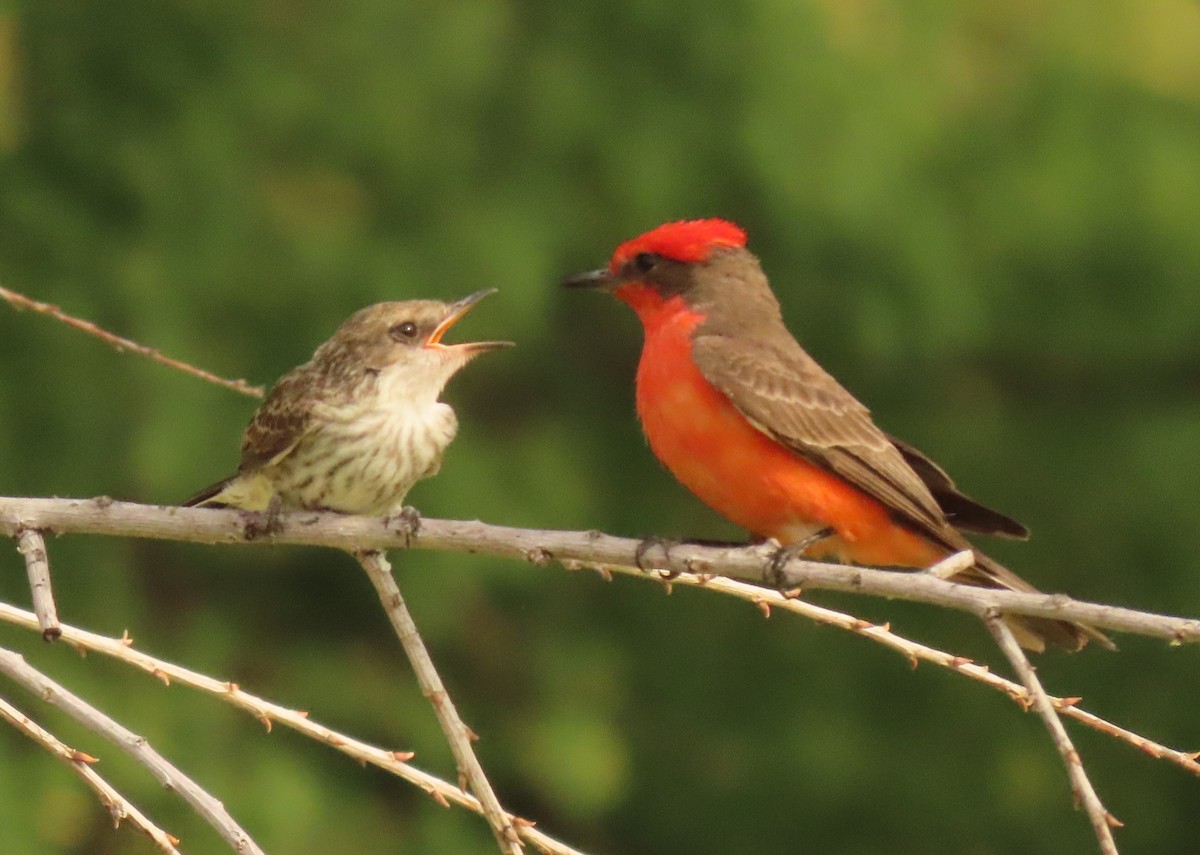 Vermilion Flycatcher - ML620608597