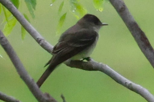 Eastern Wood-Pewee - Cindy Harness