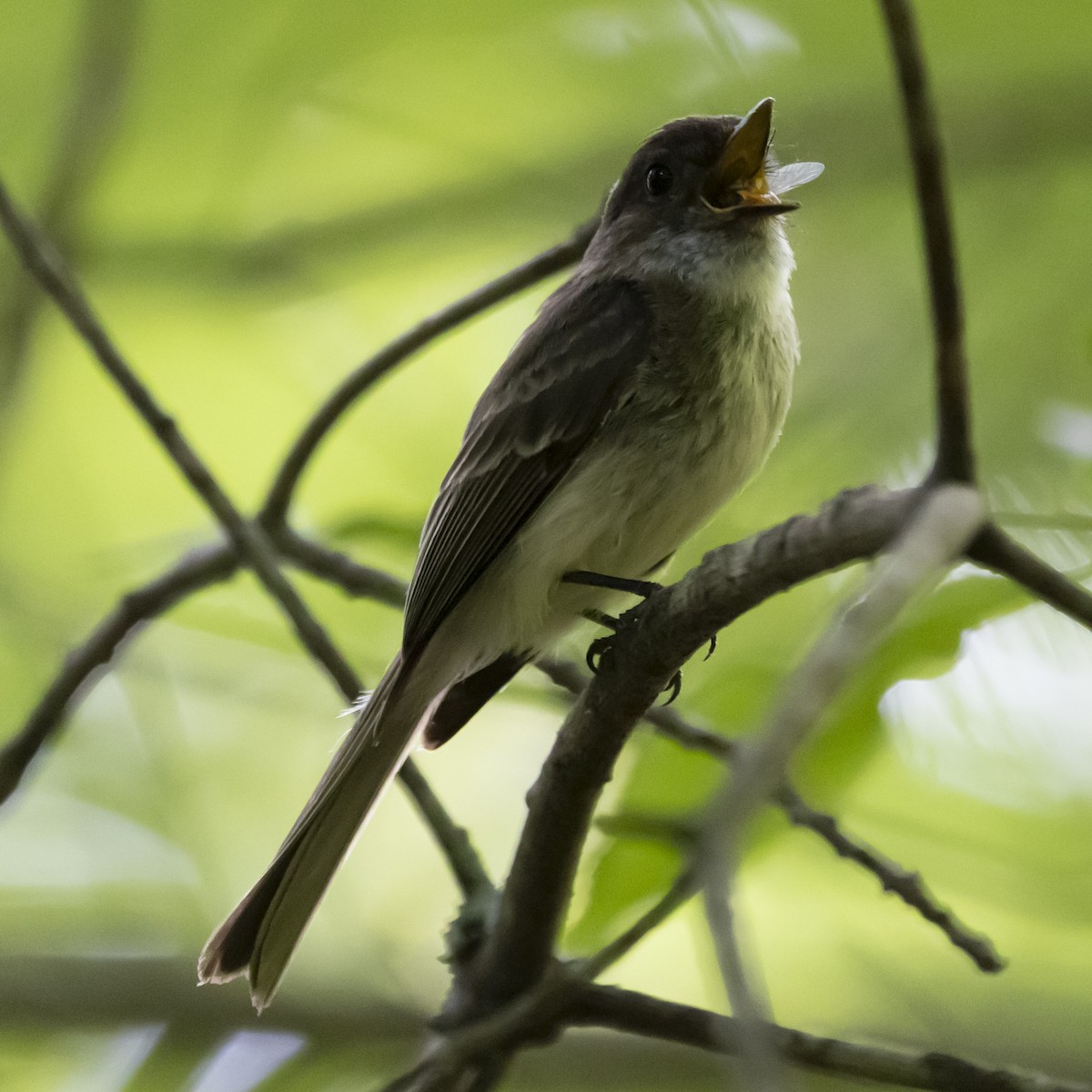 Eastern Phoebe - ML620608599