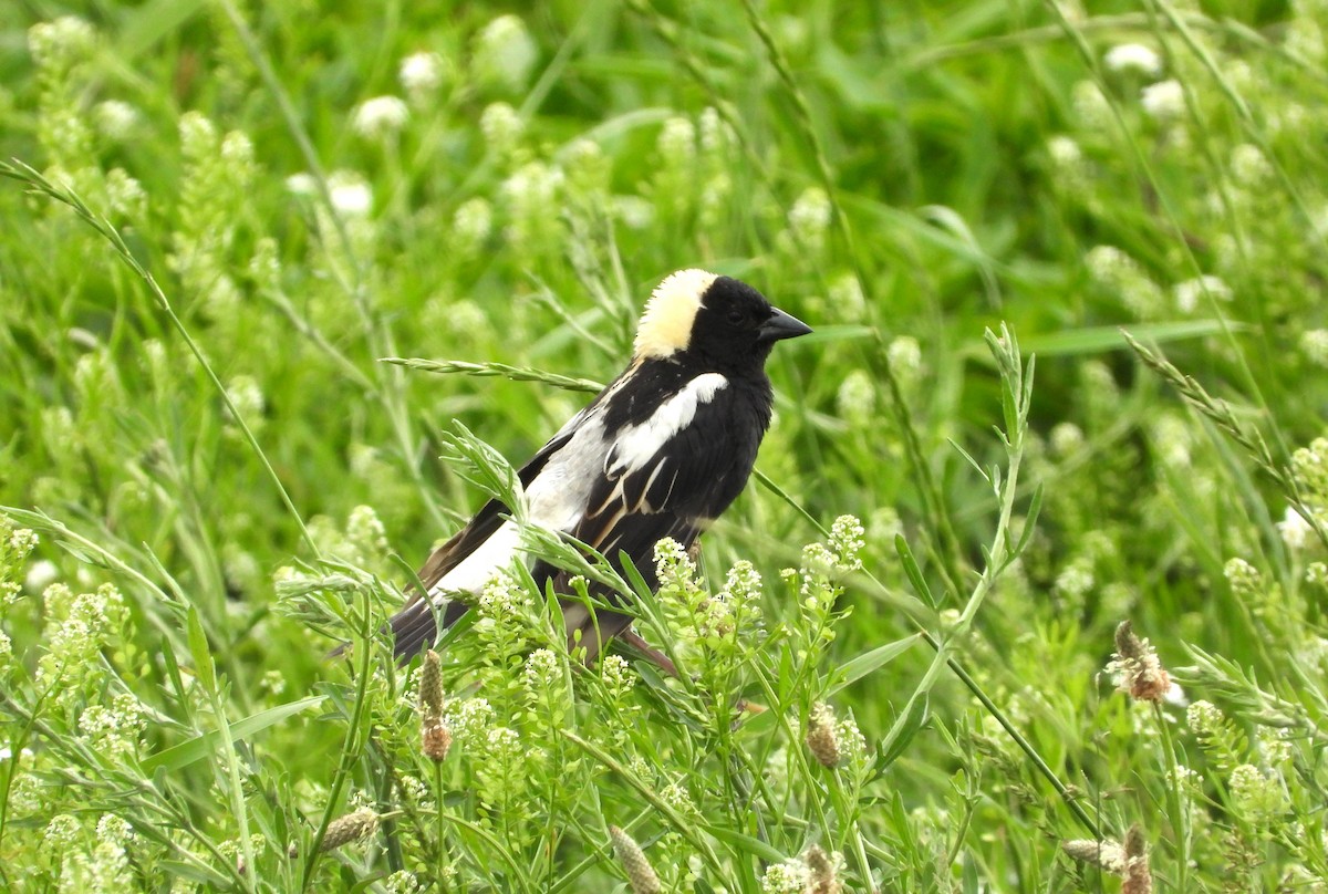 bobolink americký - ML620608600