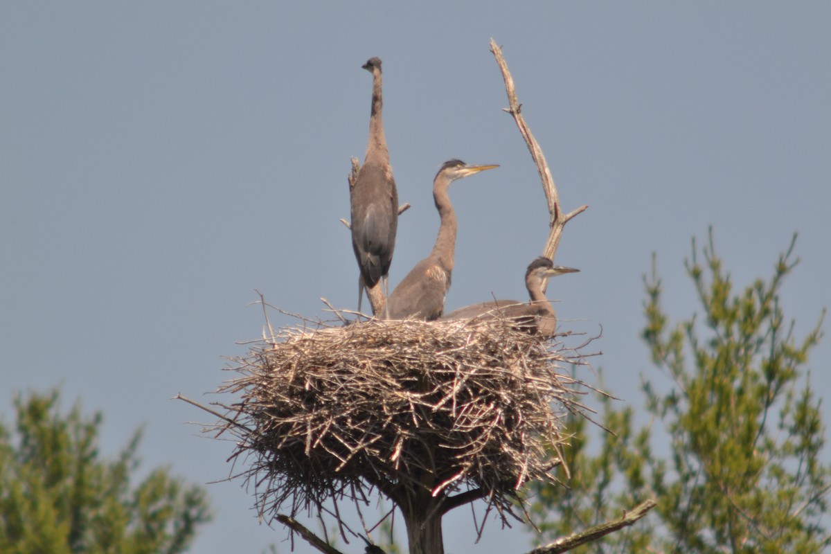 Great Blue Heron - J. Kandefer