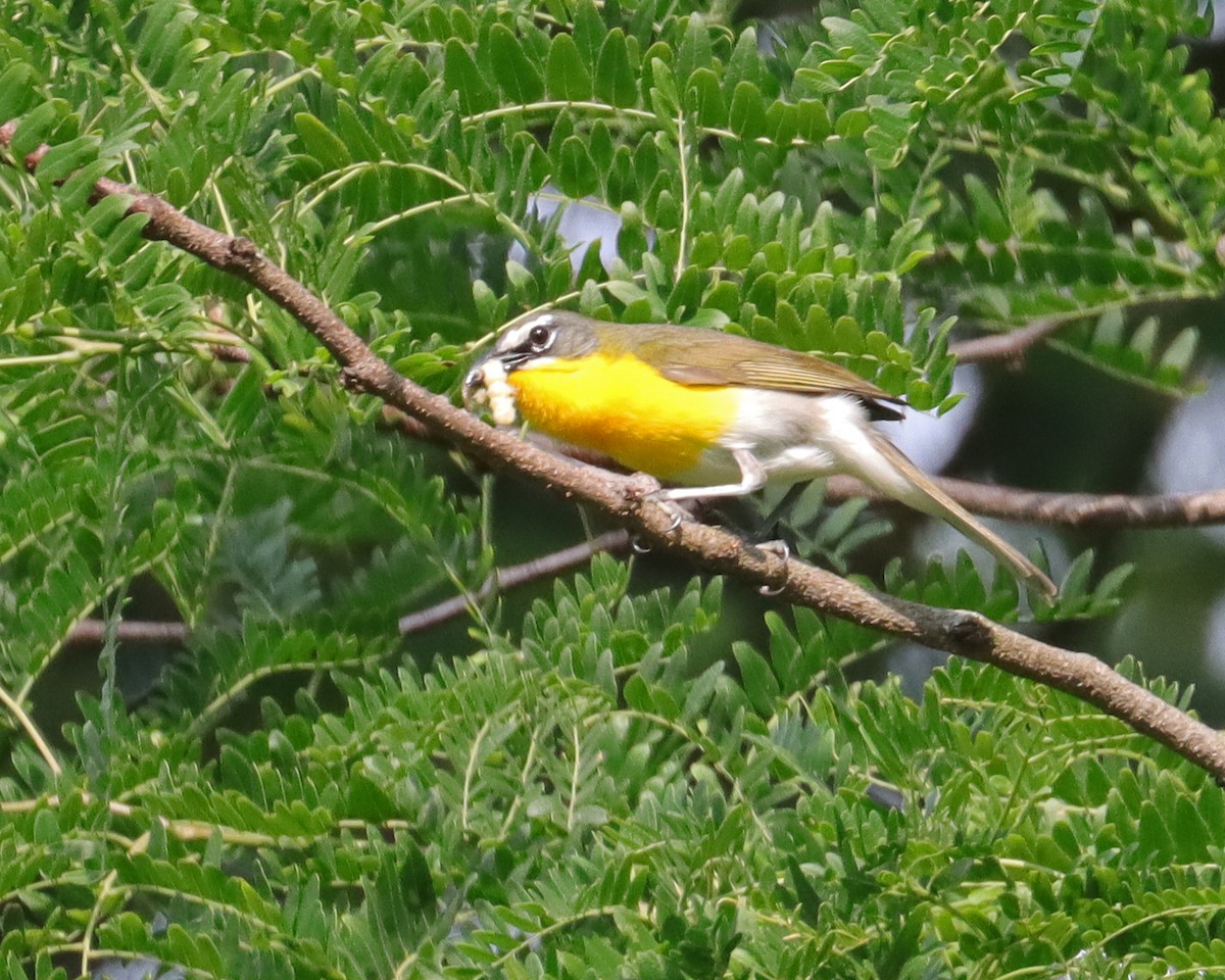 Yellow-breasted Chat - ML620608603