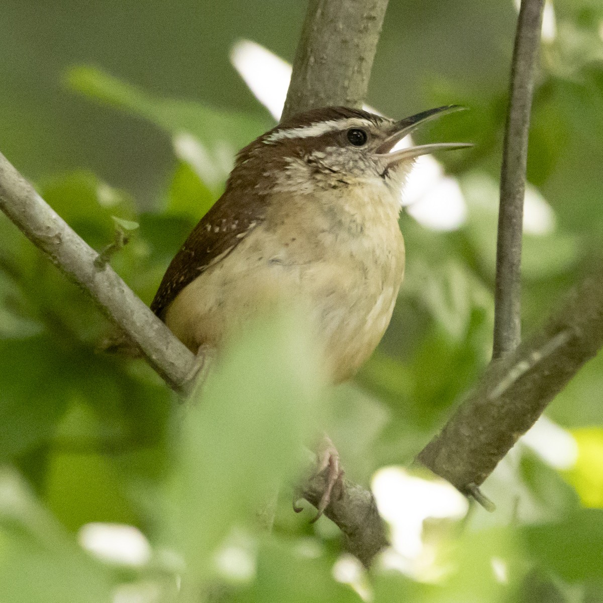 Carolina Wren - ML620608604