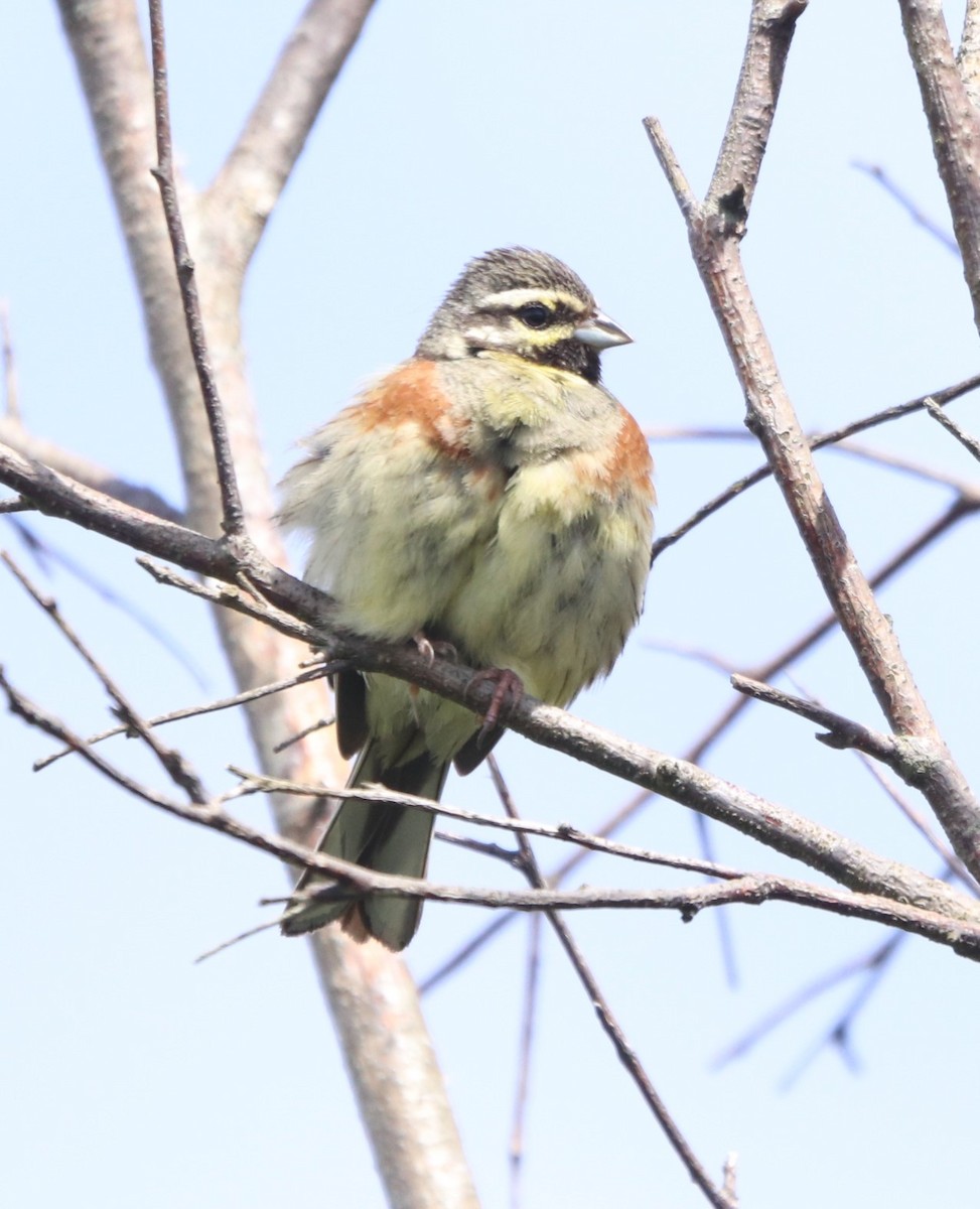 Cirl Bunting - ML620608607