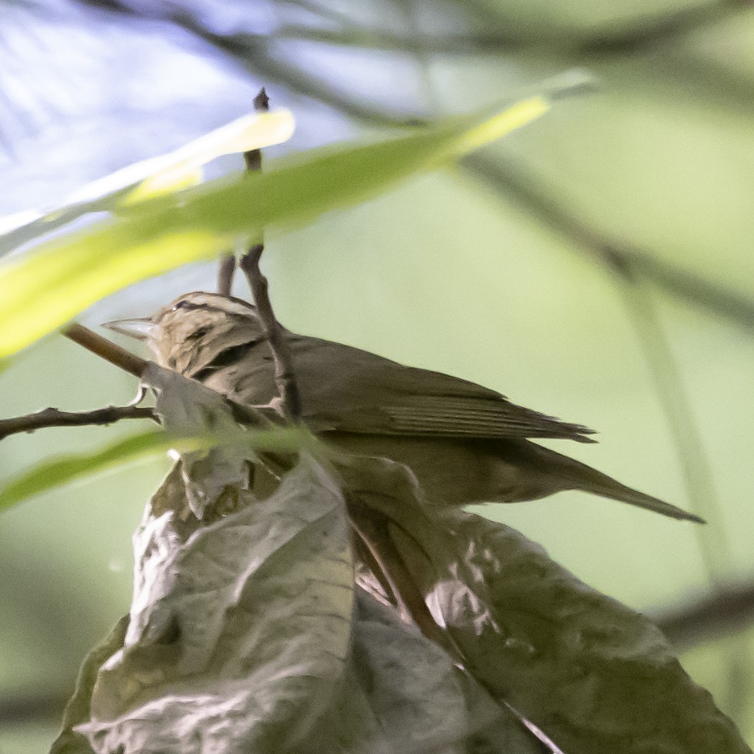 Louisiana Waterthrush - ML620608609