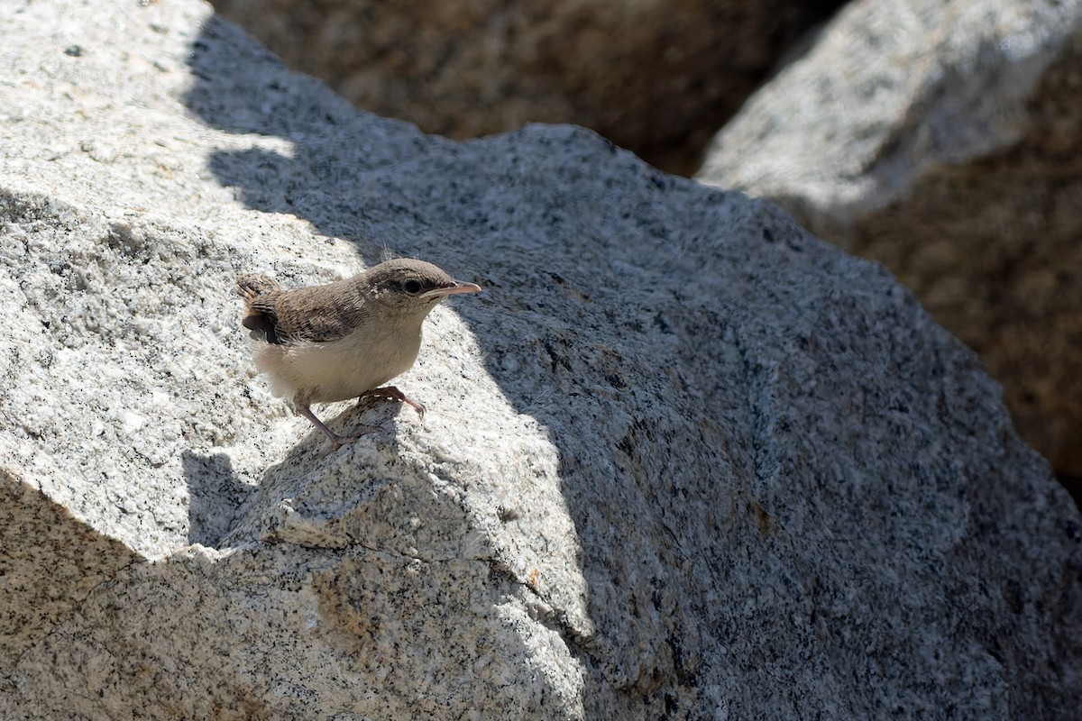 Rock Wren - ML620608612