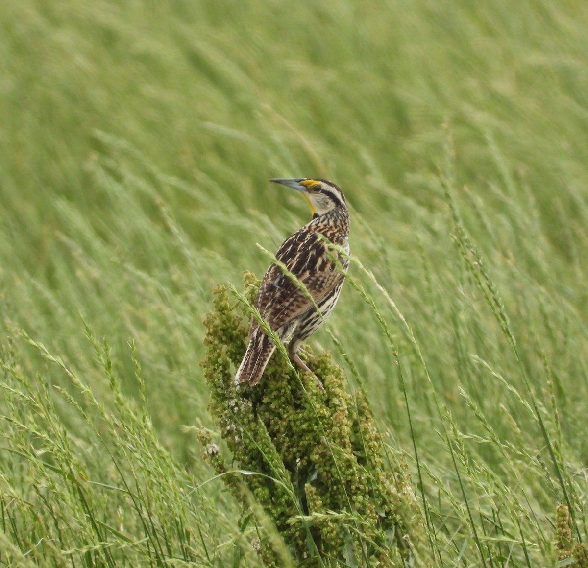 Eastern Meadowlark - ML620608620