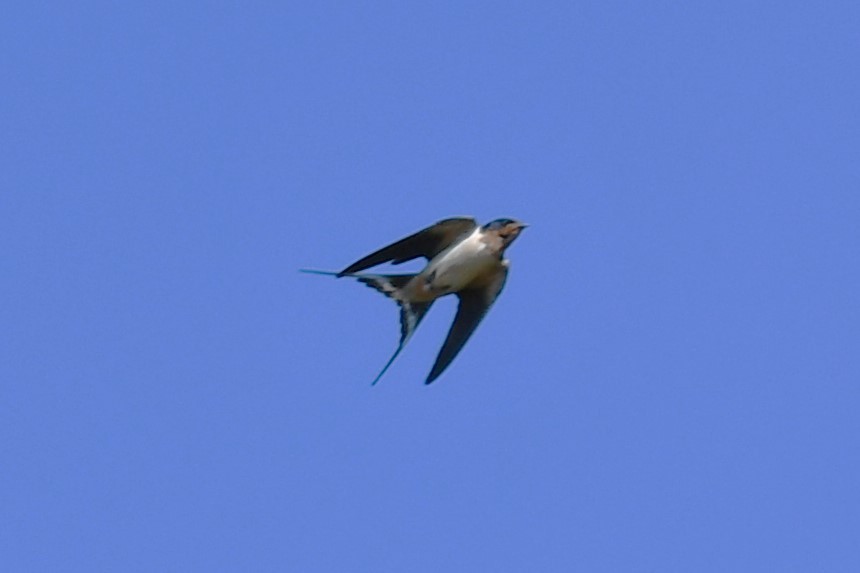 Barn Swallow - Carmen Ricer