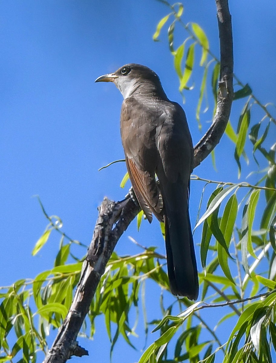 Yellow-billed Cuckoo - ML620608626