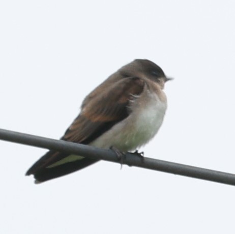 Northern Rough-winged Swallow - ML620608629