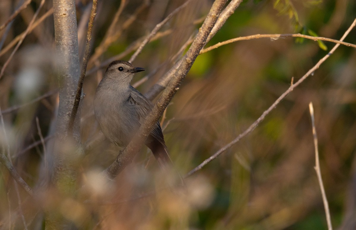 Gray Catbird - Chanel Torres