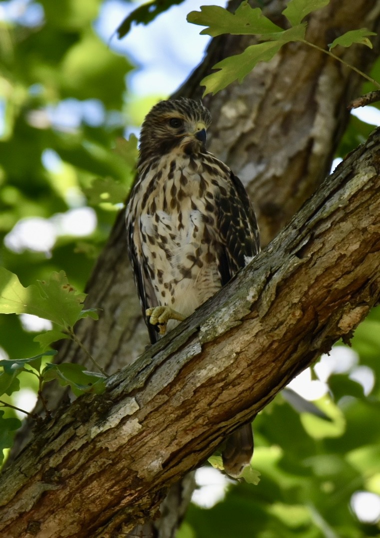 Red-shouldered Hawk - ML620608638