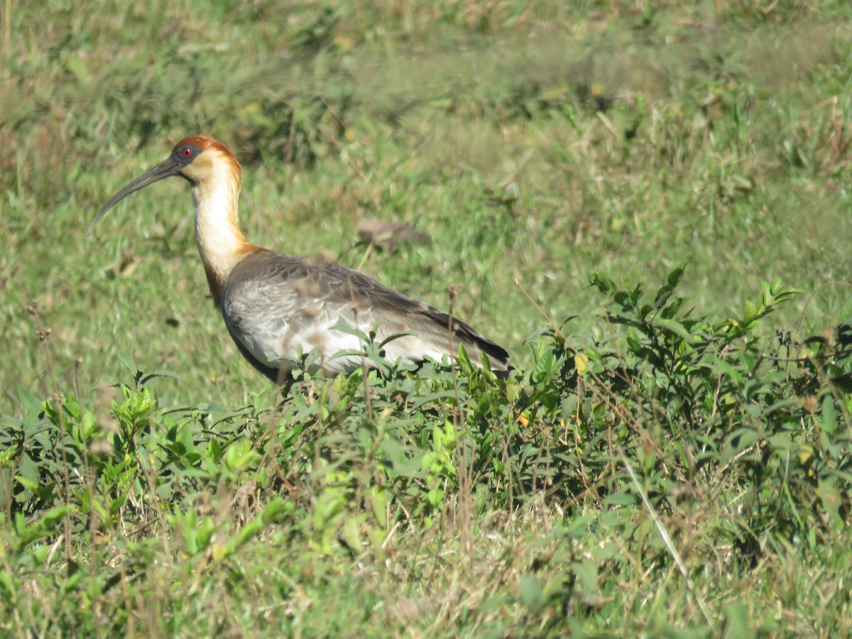 Buff-necked Ibis - ML620608640