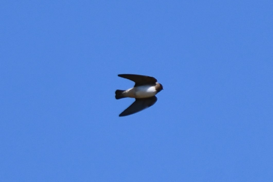 Cliff Swallow - ML620608641