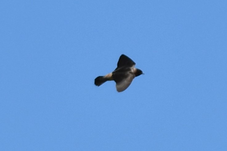 Cliff Swallow - ML620608642